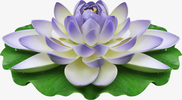 莲花花朵免抠