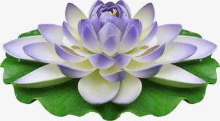 莲花花朵免抠