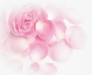 粉色梦幻玫瑰花朵花瓣免抠