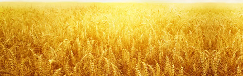 金黄色麦田背景高清