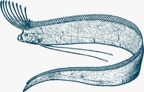 带鱼卡通矢量手绘风格免抠