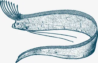 带鱼卡通矢量手绘风格免抠
