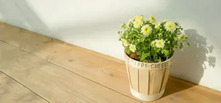 小清新盆栽家居背景高清