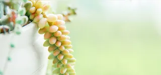 日系文艺清新淡色多肉植物背景高清