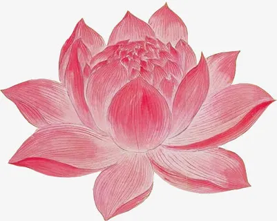 手绘牡丹花png素材免抠