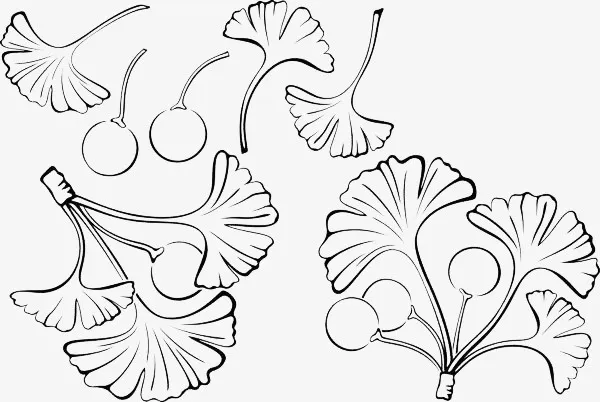 黑色线条手绘银杏叶免抠