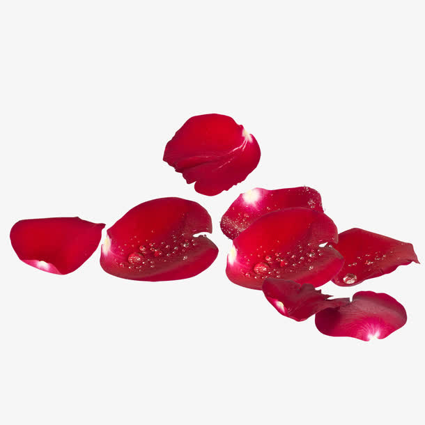 鲜艳玫瑰花瓣免抠