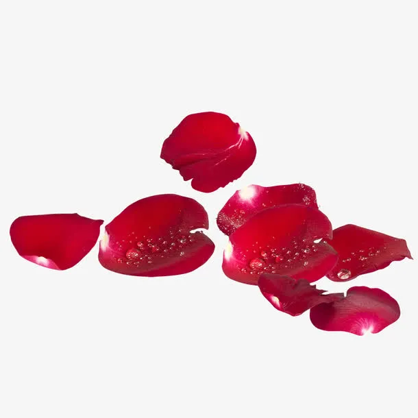 鲜艳玫瑰花瓣免抠