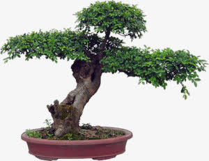 树免抠