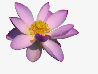 藕荷色的盛开的荷花免抠