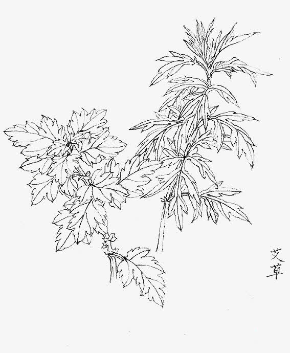 手绘黑白植物艾叶免抠