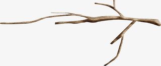 棕色枯枝树枝免抠