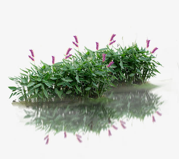 水草元素免抠