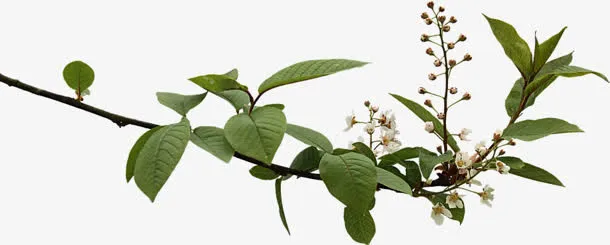 绿色小花树枝清新免抠