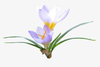 花枝花草免抠PNG免抠