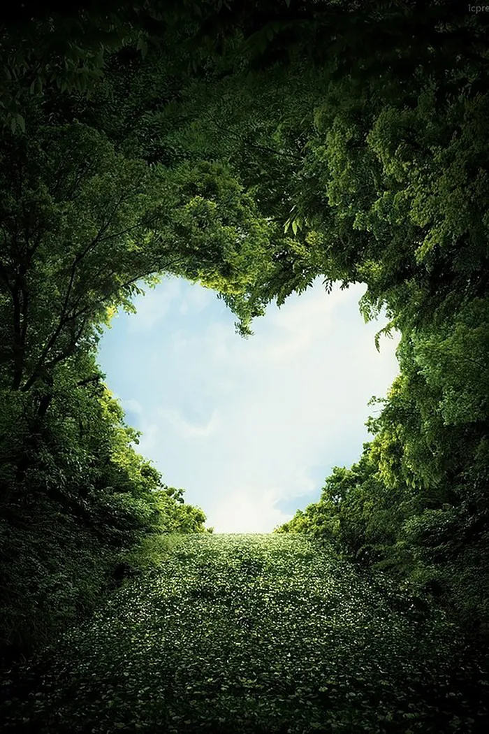 树心背景图高清