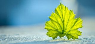 蓝色简约时尚唯美清新树叶背景图