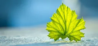 蓝色简约时尚唯美清新树叶背景图