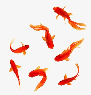 红色金鱼元素免抠