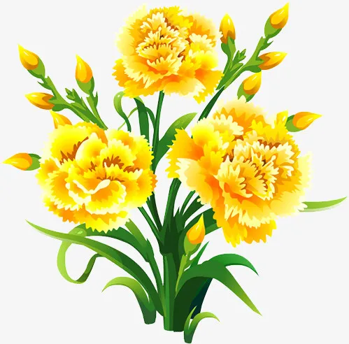 菊花免抠