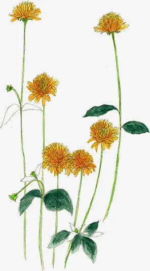 黄色菊花 九月菊 手绘菊花png素材免抠