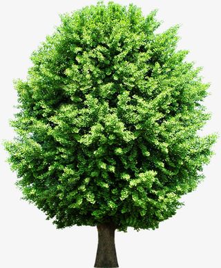 春天圆形大树景观美化免抠