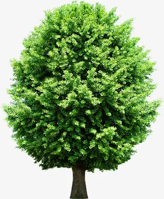 春天圆形大树景观美化免抠