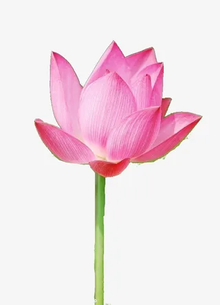 荷花素材下载元素免抠