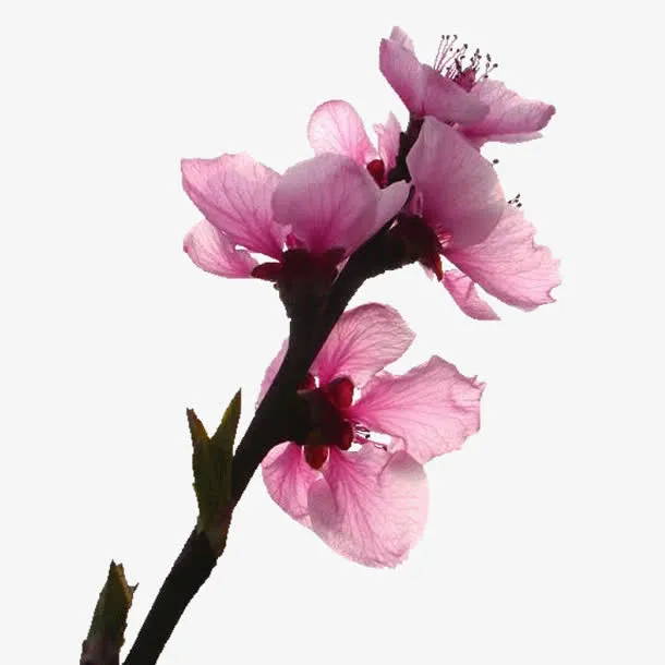 粉红桃花花朵花枝装饰图片免抠