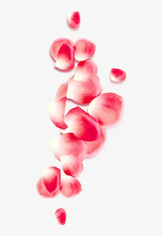 法兰西玫瑰花瓣图片素材免抠