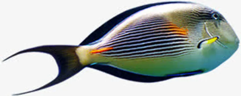 近景蓝色条纹游鱼免抠