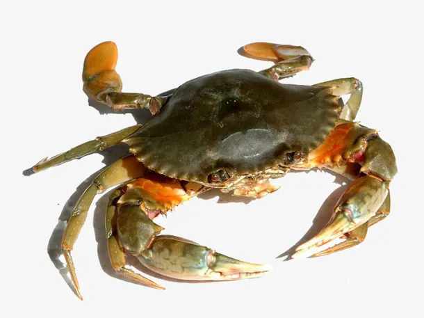 海蟹素材图免抠