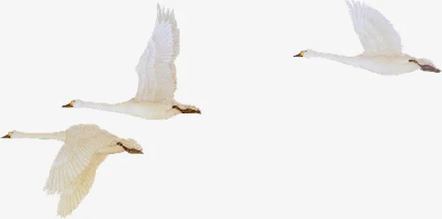 天鹅免抠
