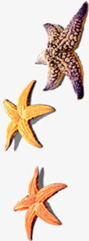 海星晾晒夏天免抠