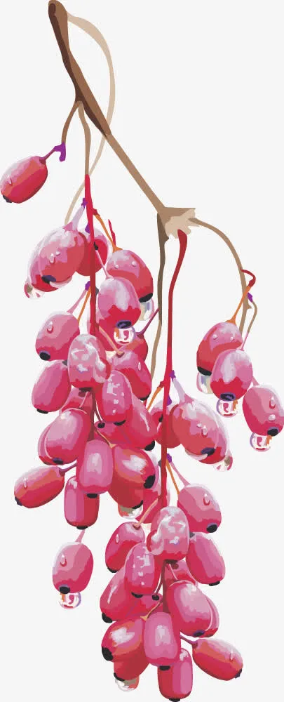 水果矢量图葡萄红枣免抠