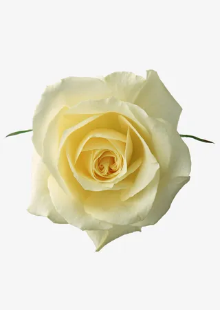 淡黄色花瓣免抠