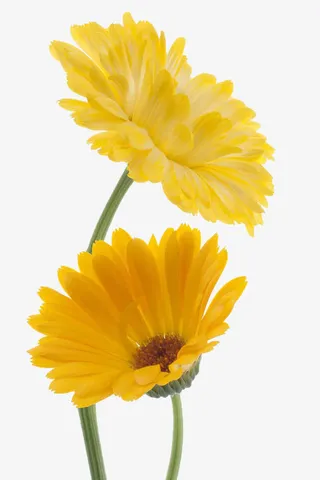 金盏菊摄影免抠