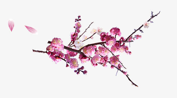 梅花免抠