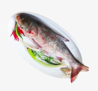 查干湖胖头鱼免抠