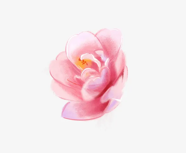 美丽粉色玫瑰花朵免抠