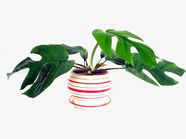 易生长植物免抠