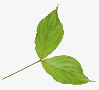 两片叶子春日植物免抠