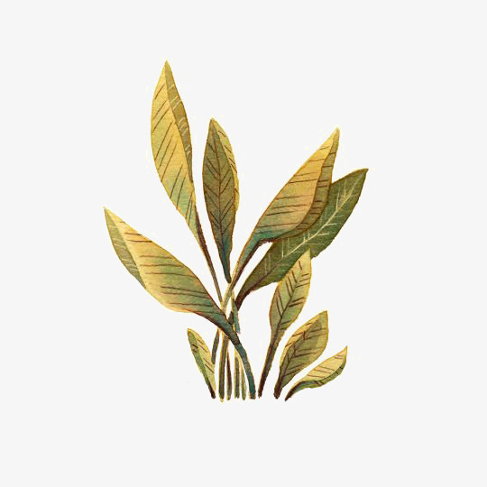 手绘植物免抠