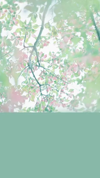 青色小花背景高清