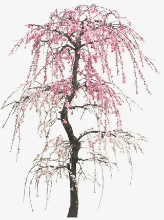 树枝粉色白色花朵免抠