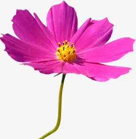 紫色春天盛开花朵免抠
