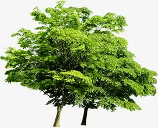 春天绿色风景大树免抠