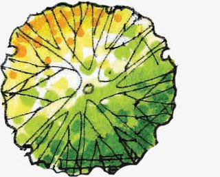 手绘树木树枝造型免抠