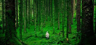 绿色植物森林banner高清