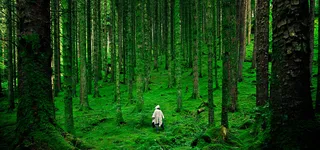 绿色植物森林banner高清